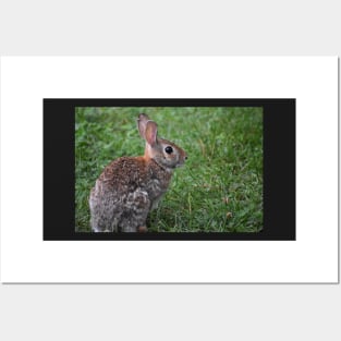 Eastern Cottontail  Posters and Art